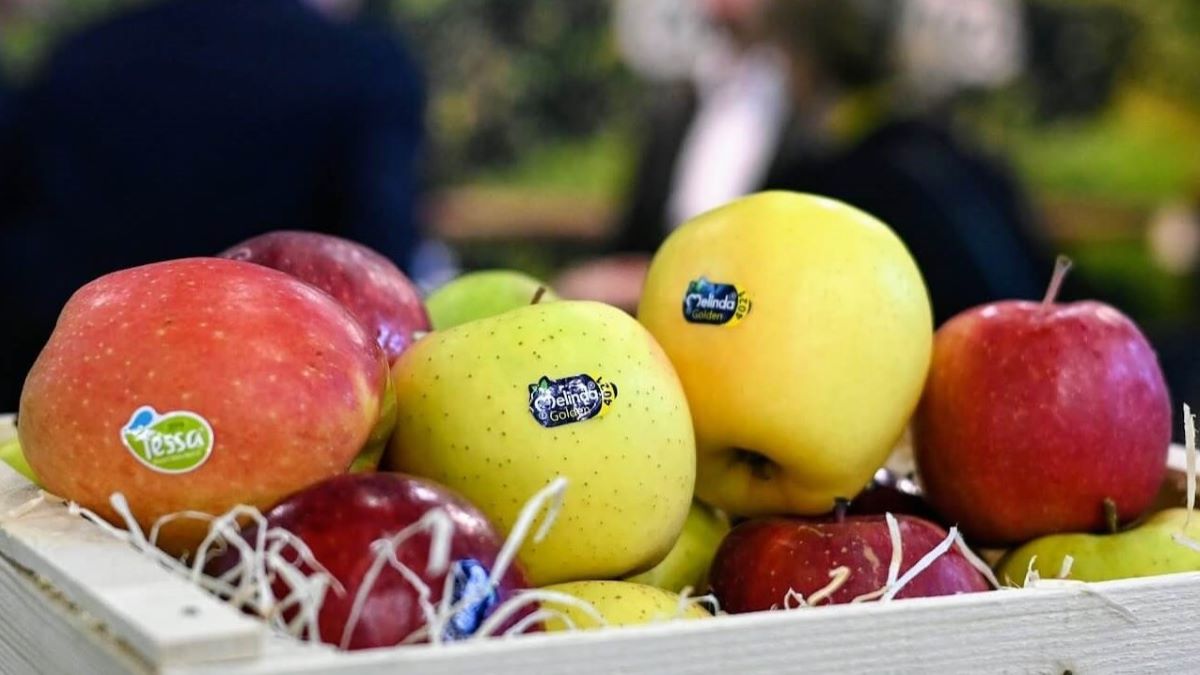 Cómo serán las cosechas de peras y manzanas en Cataluña