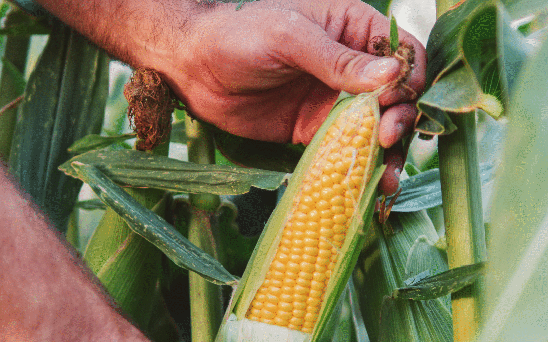 Monitorización inteligente del maíz: la producción y la eficiencia en el campo aumentan gracias a la digitalización