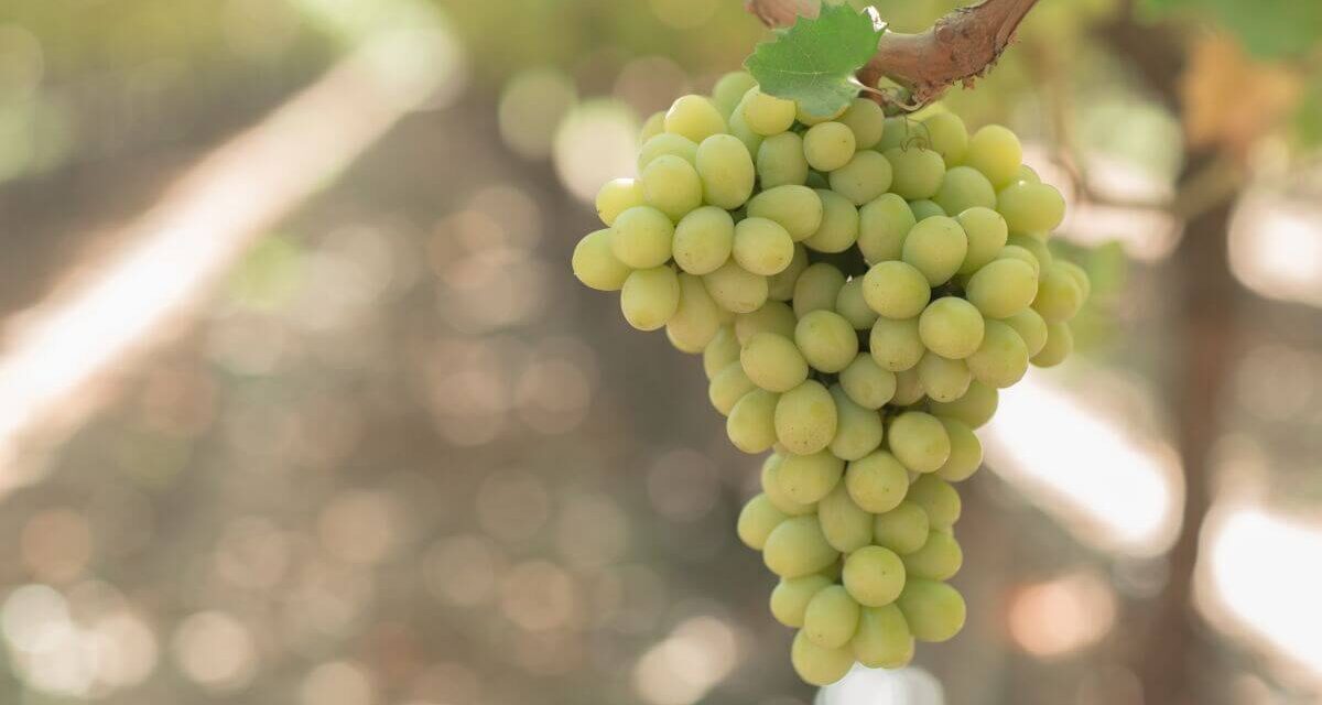 Las modernas variedades de uvas tienen derechos de propiedad intelectual