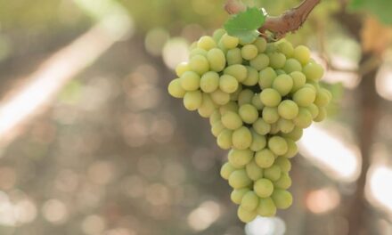 Las modernas variedades de uvas tienen derechos de propiedad intelectual