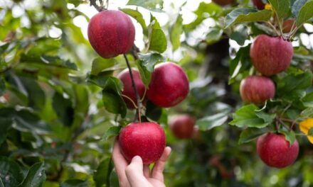 En la nueva cosecha de VOG las primeras manzanas en el comercio son las Marlene®