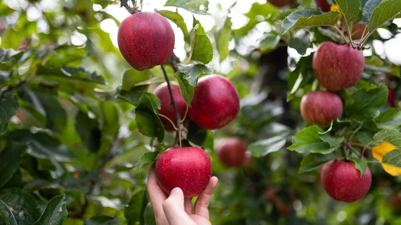 En la nueva cosecha de VOG las primeras manzanas en el comercio son las Marlene®