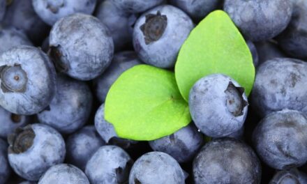 Los arándanos, propiedades saludables y nutritivas