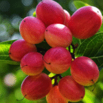 La fruta milagrosa, conocida por convertir lo ácido en dulce