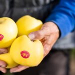 Arranca la nueva temporada de YELLO®, la manzana amarilla para los verdaderos conocedores