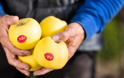 Arranca la nueva temporada de YELLO®, la manzana amarilla para los verdaderos conocedores