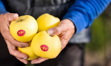 Arranca la nueva temporada de YELLO®, la manzana amarilla para los verdaderos conocedores