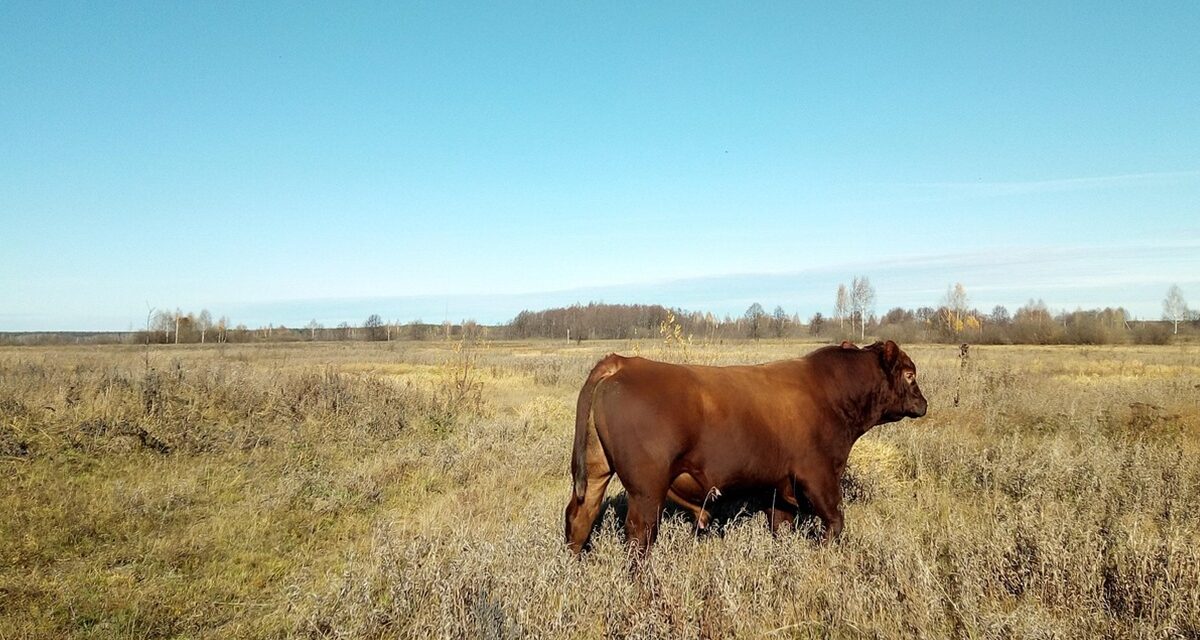 No querer imitar a la carne parece buena idea