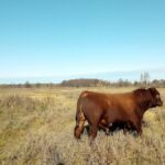 No querer imitar a la carne parece buena idea