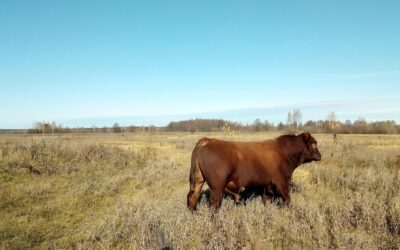 No querer imitar a la carne parece buena idea
