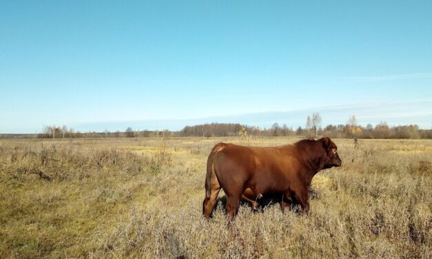 No querer imitar a la carne parece buena idea