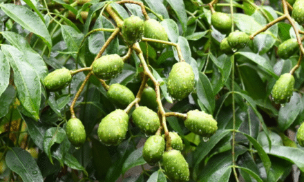 Umbu, una fruta común en el noreste brasileño