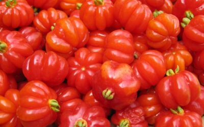 La fruta que se puede cultivar en el jardín contiene compuestos bioactivos que se buscan en los suplementos alimenticios