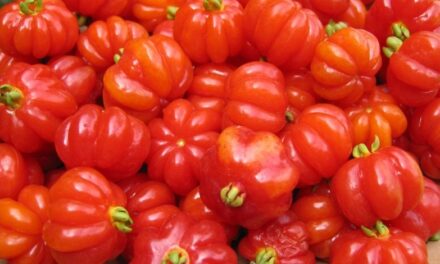 La pitanga, una fruta que se puede cultivar en el jardín contiene compuestos bioactivos que se buscan en los suplementos alimenticios