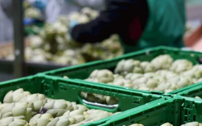 Más pimiento, brócoli y alcachofa en la oferta de Anecoop