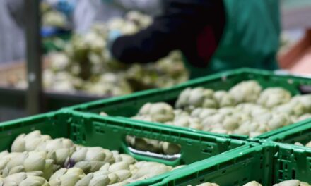 Más pimiento, brócoli y alcachofa en la oferta de Anecoop