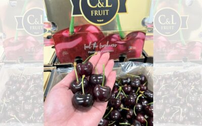 CMR GROUP comercializa el primer contenedor de cereza de la temporada en Europa
