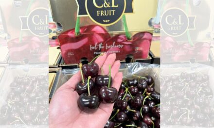 CMR GROUP comercializa el primer contenedor de cereza de la temporada en Europa