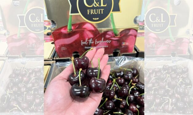 CMR GROUP comercializa el primer contenedor de cereza de la temporada en Europa