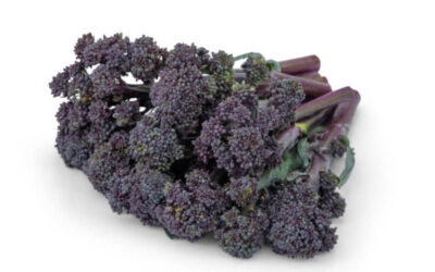 Nuevas variedades de tallos de Brócoli, ahora de color morado