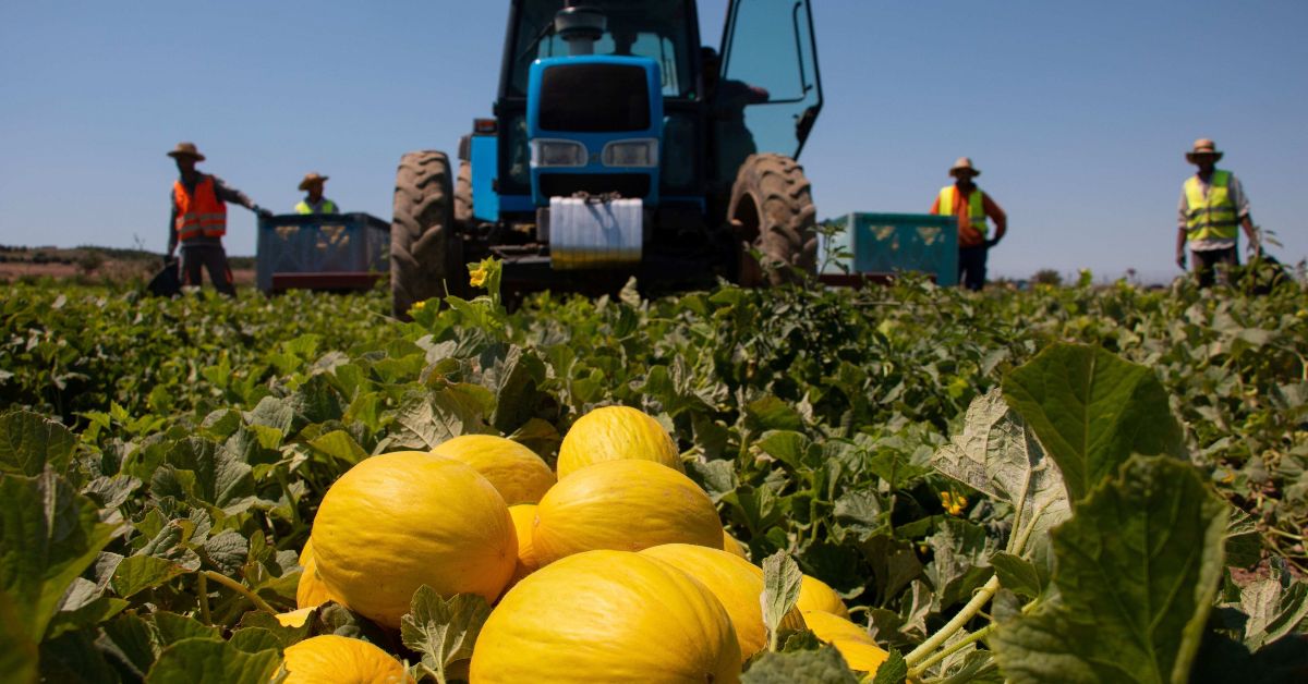 Cosecha de melón amarillo en los campos de Marfruit, en la Comunidad Valenciana