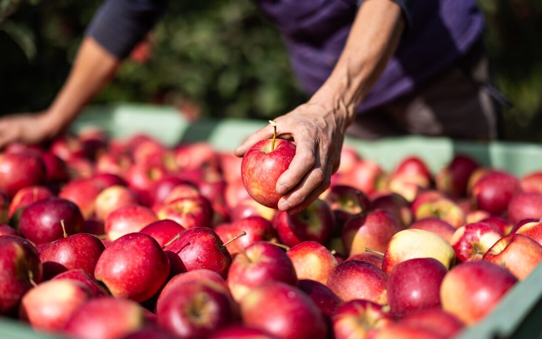 VOG refuerza su liderazgo europeo en manzana ecológica durante el verano