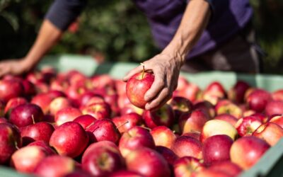 VOG refuerza su liderazgo europeo en manzana ecológica durante el verano