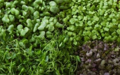 Microgreens y su potencial como alimento funcional en la prevención de enfermedades