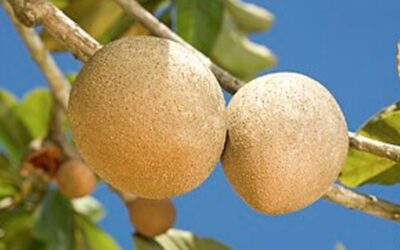 El mamey, una fruta tropical con importantes propiedades nutricionales y bioactivas
