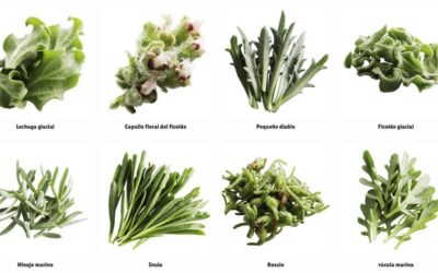 El uso gastronómico del Ficoide Glacial,  Salicornia y otras Plantas Halófitas