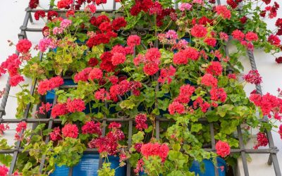 Los geranios mantienen su floración incluso durante las olas de calor