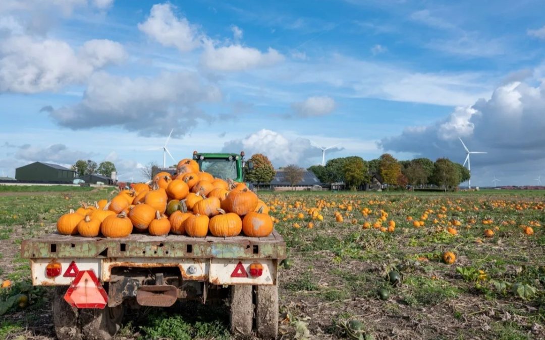 El consumo de alimentos ecológicos crece en Países Bajos, pero la producción aún no alcanza los objetivos