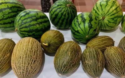 + Sobre melón y sandía