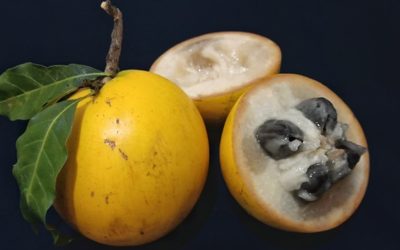 Abiu, una fruta del Amazonas que sabe a dulce de leche y miel