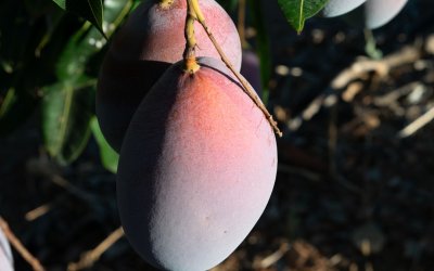Llega la temporada del mango español: Montosa prevé una campaña de gran calidad y mayor calibre
