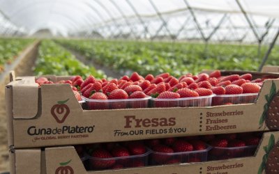 ¿Qué tiene que cumplir una berry para llegar al supermercado europeo?
