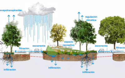 Ciudad Verde, la construcción y las soluciones basadas en la Naturaleza