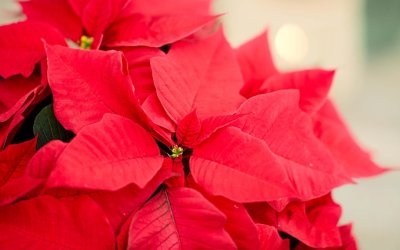 La flor de Pascua conserva su legado navideño