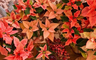 La flor de Pascua también encuentra su lugar en la decoración de otoño