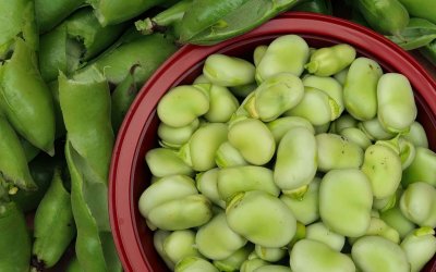 Semillas Fitó impulsa Favana Foods con una proteína vegetal de haba