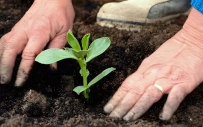 MoestuinMix analiza qué combinaciones de cultivos funcionan mejor